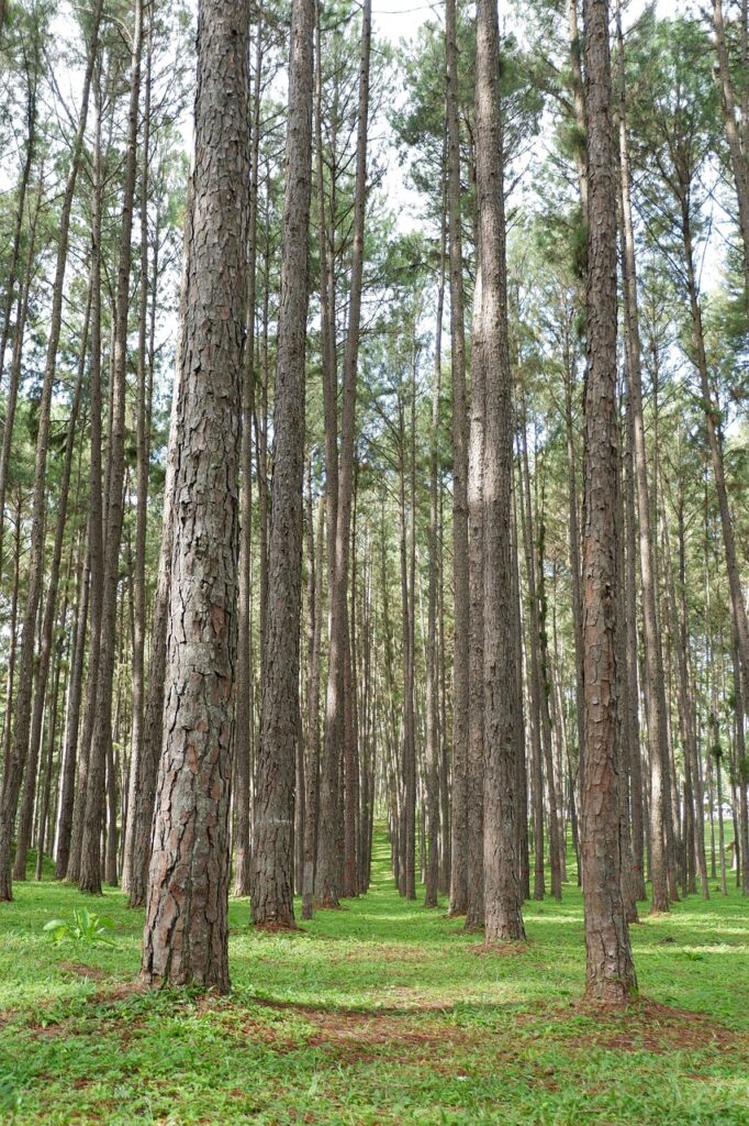 pine, tree, nature, forest